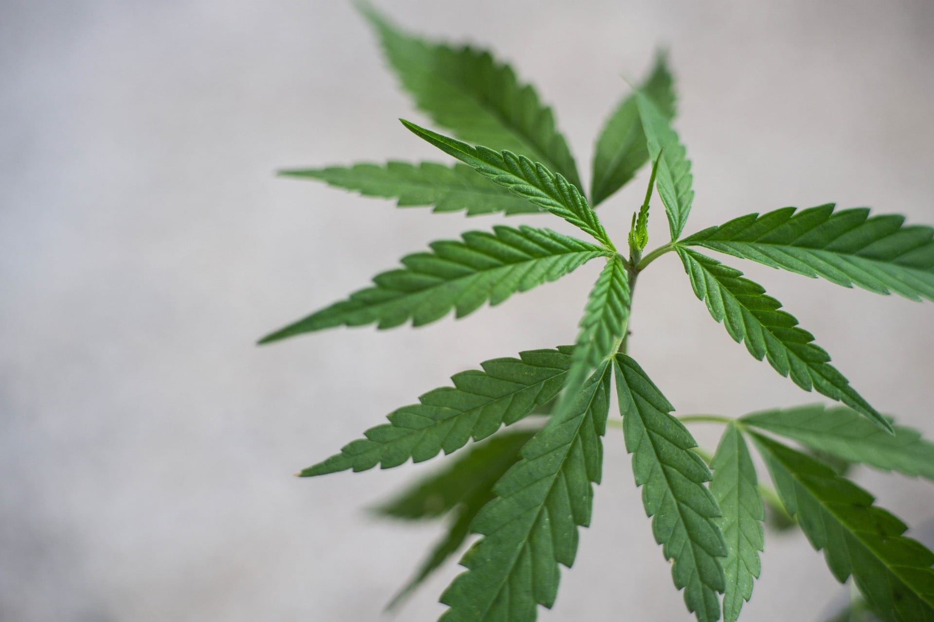 How to Treat Manganese Deficiency in Plants?