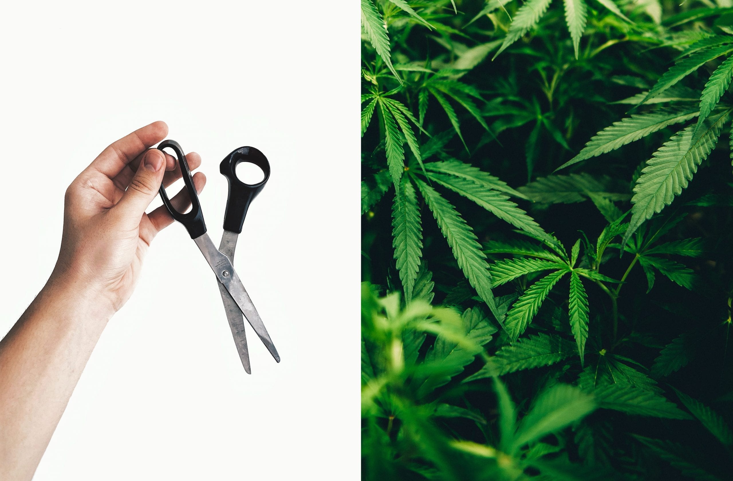 Wet Trim vs Dry Trim | How to trim buds the best way?