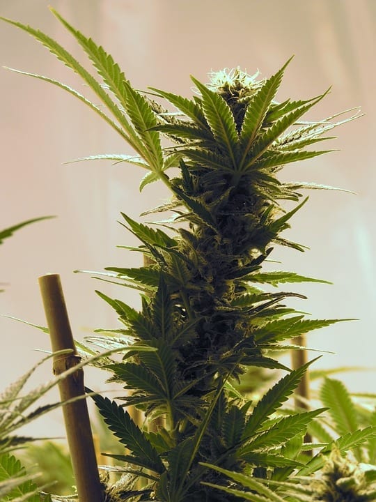 grow tent for marijuana