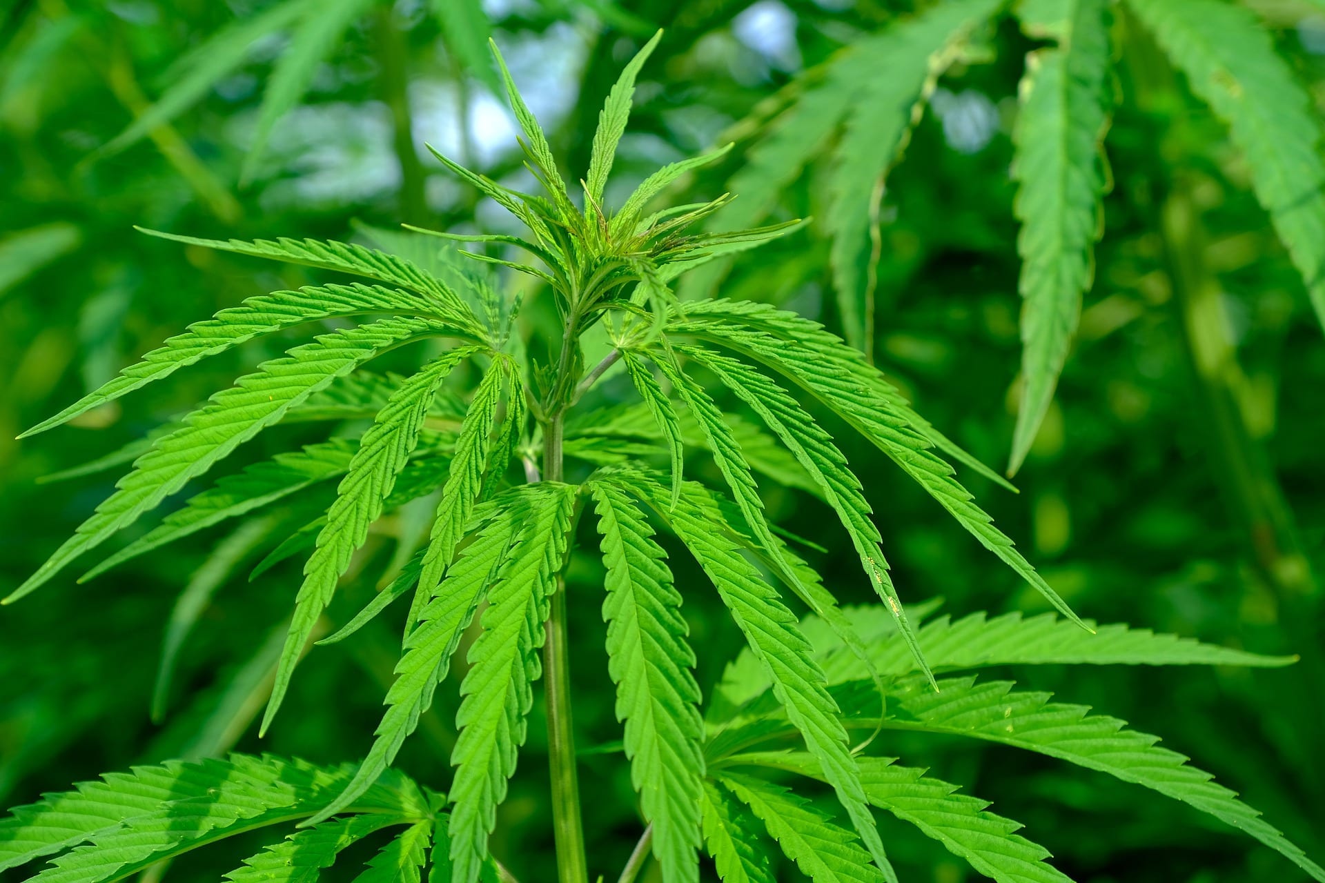Most reliable online shop to buy feminized Gorilla Glue plant marijuana