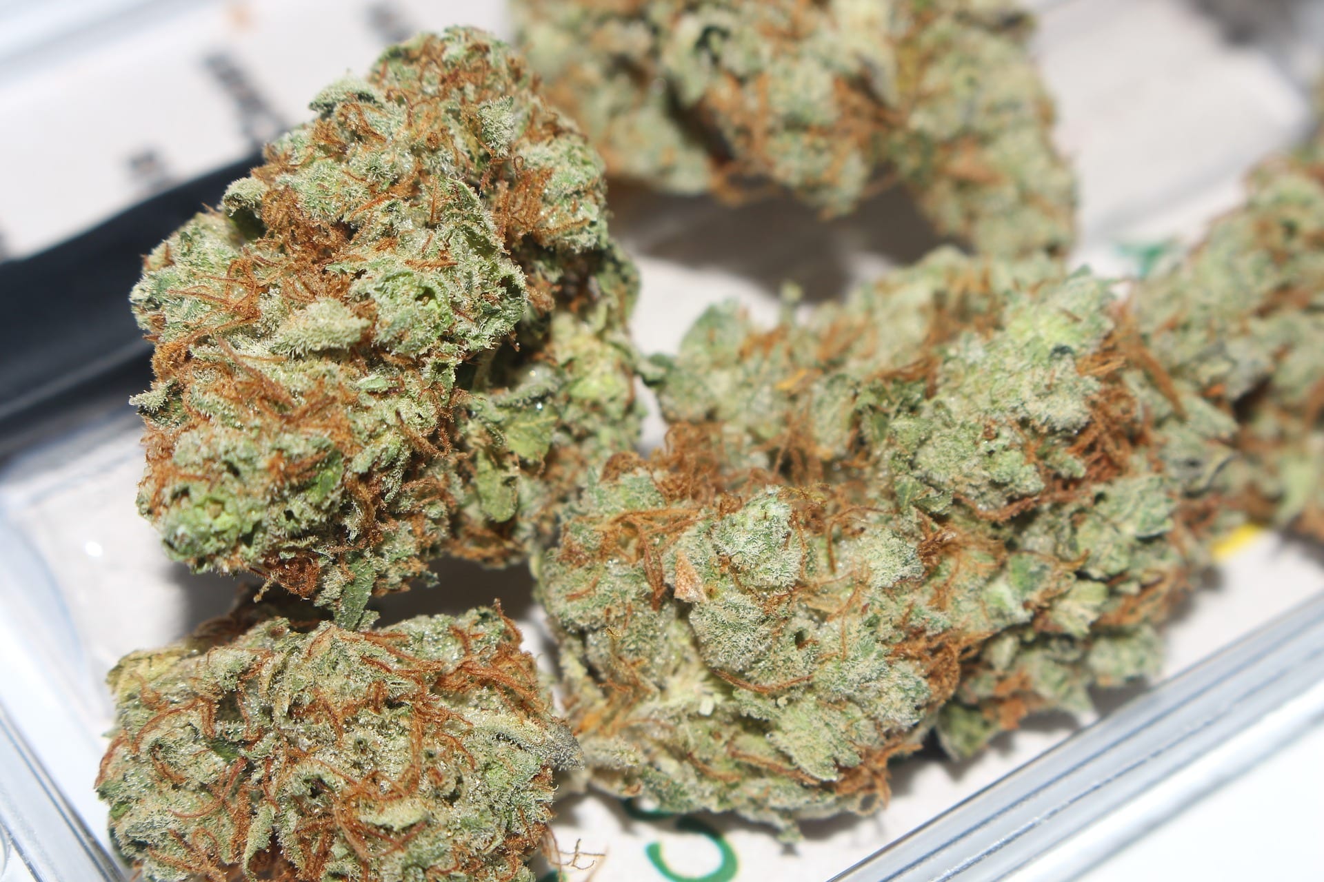 Sunset Sherbet Strain | All you need to know - GrowYour420