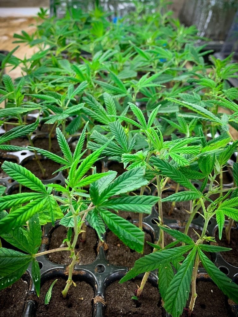 how to clone cannabis