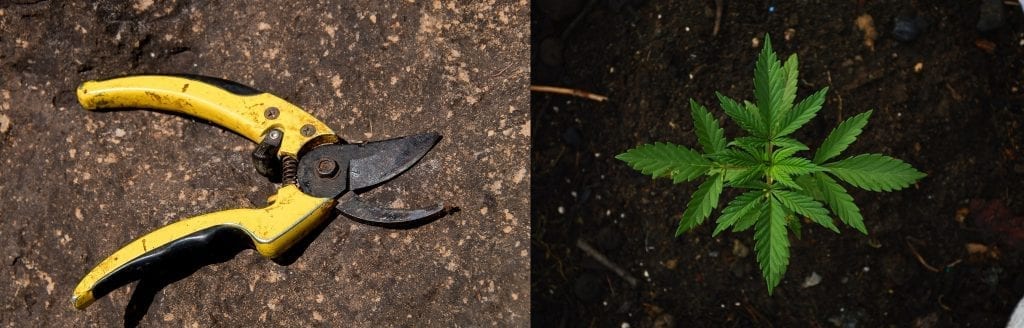 how to clone cannabis - pruning and trimming