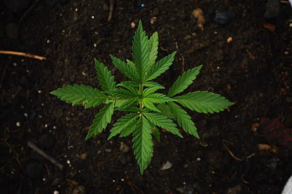 Kratky method - cannabis