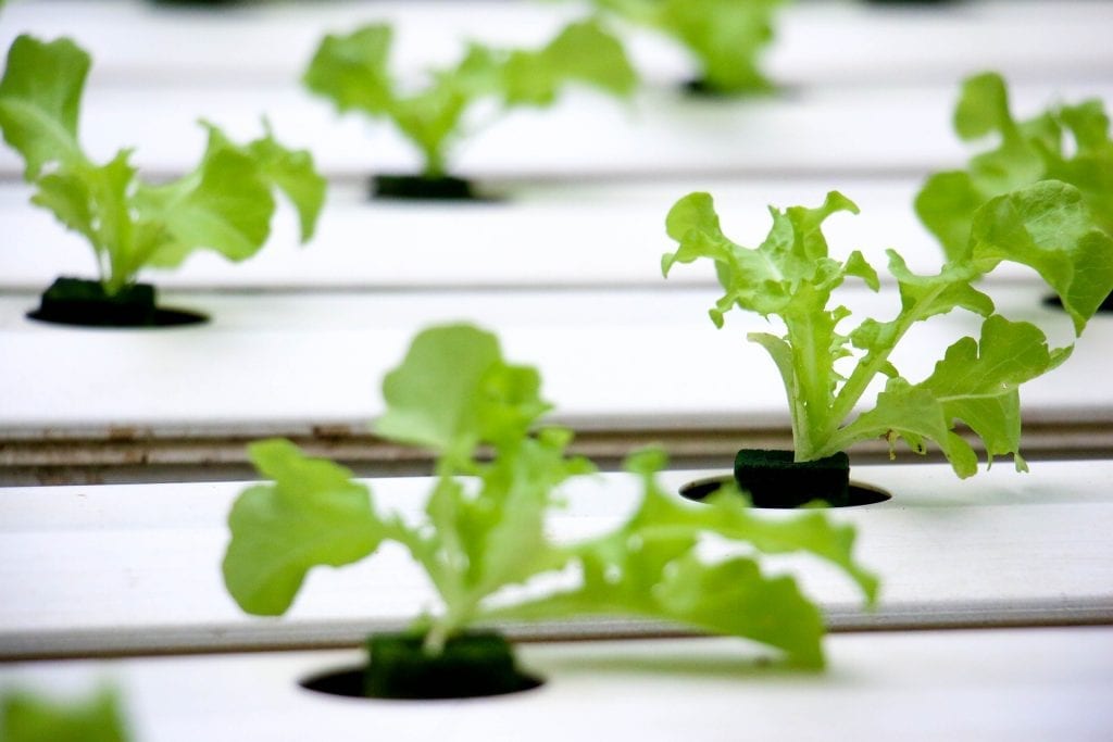 hydroponic reservoir