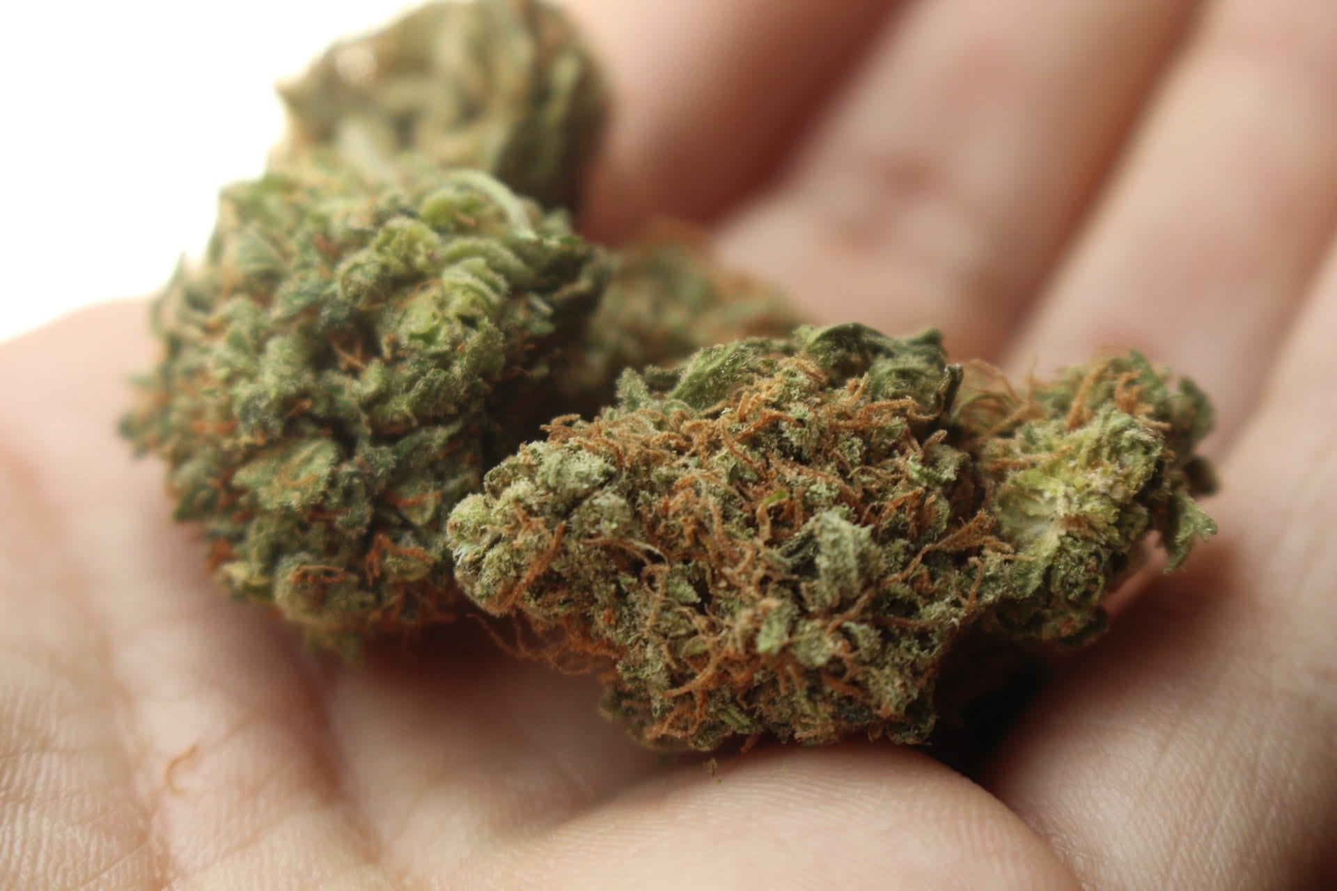 OG Kush Cannabis Strain | 2020 Review