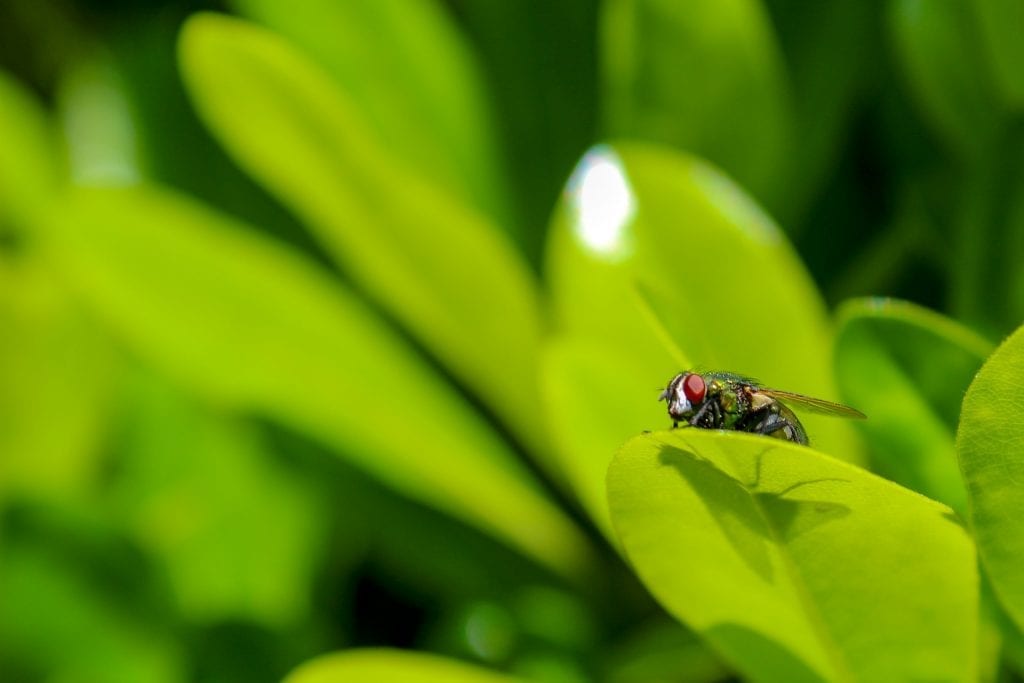 Weed pest control