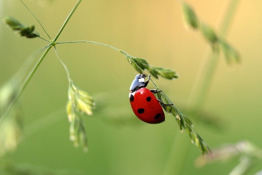 Weed pest control - Ladybugs