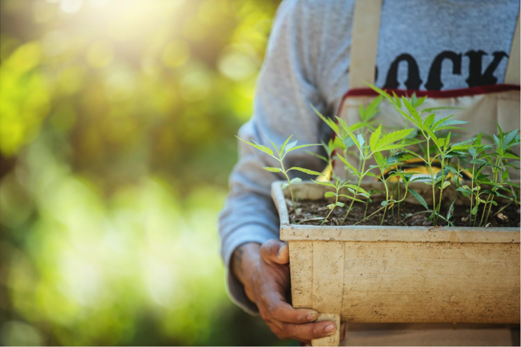 Farmer holding a green crack cannabis plants