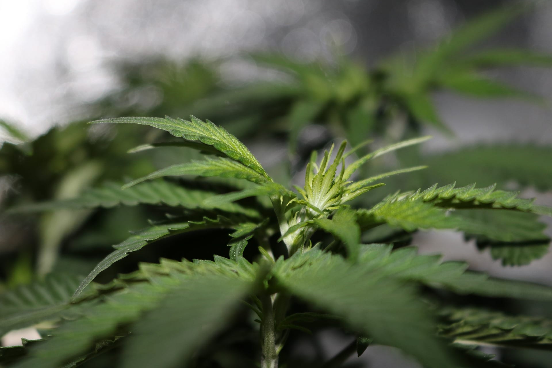 All Cannabis Flowering Stages Explained | 2020 Guide