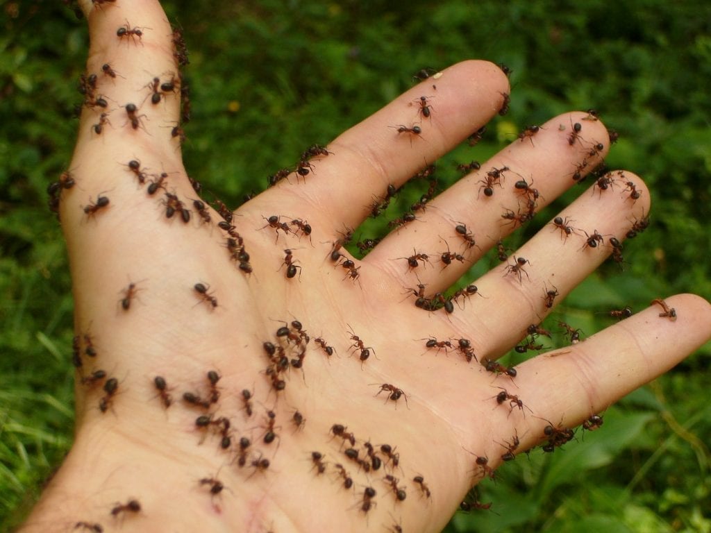 Trail of ants