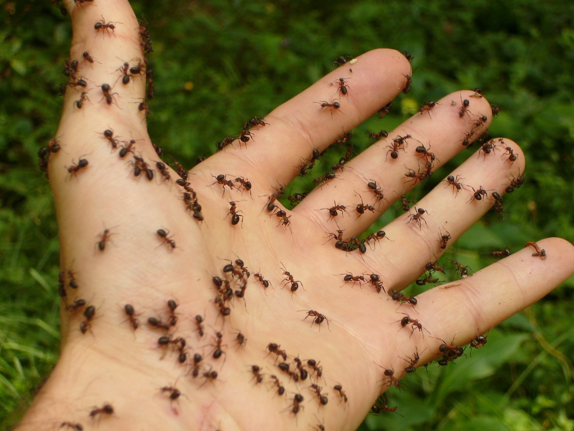 How to Get Rid of Ants in Plants? Complete Guide