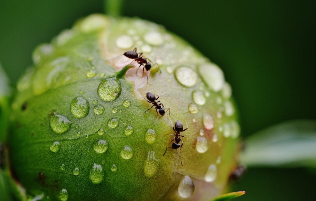  how to get rid of ants in plants