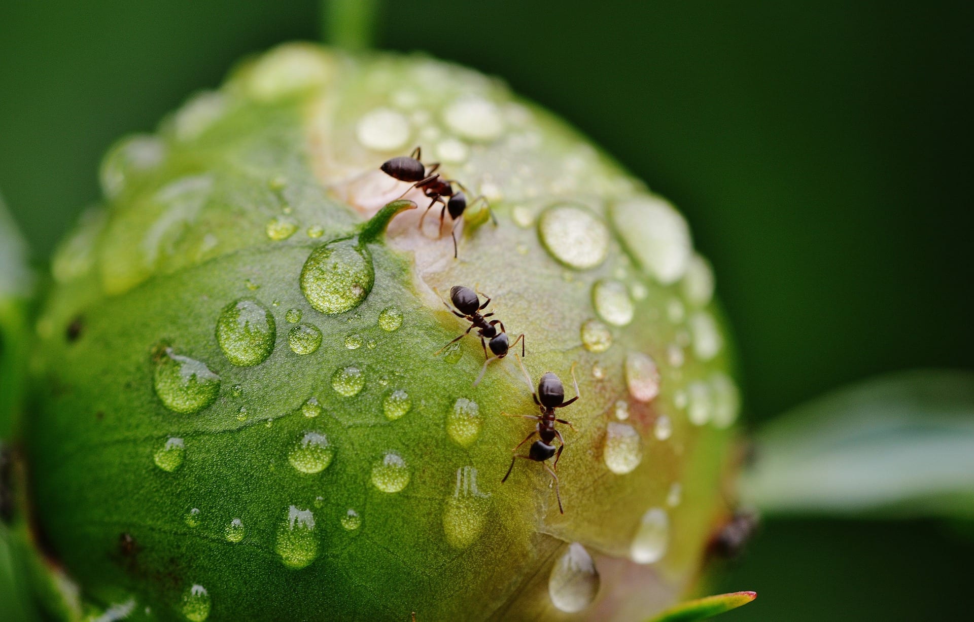 How to Get Rid of Ants in Plants? Complete Guide