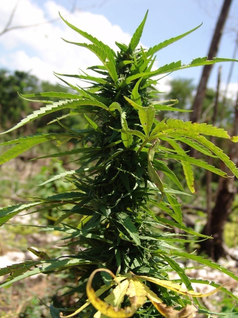 female cannabis plant