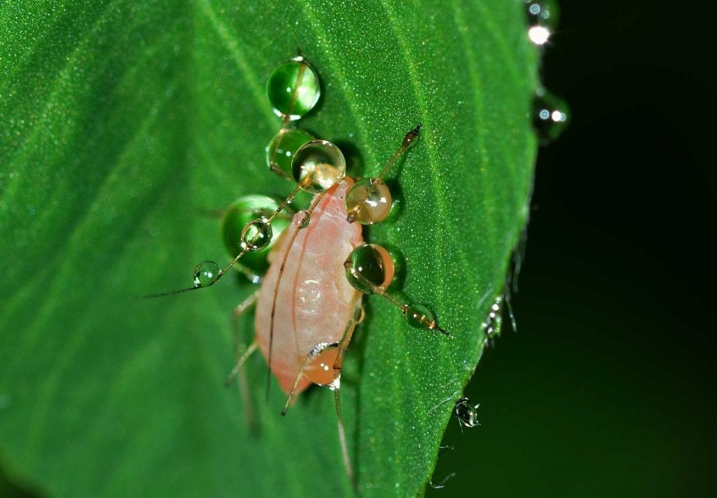 root aphids cannabis