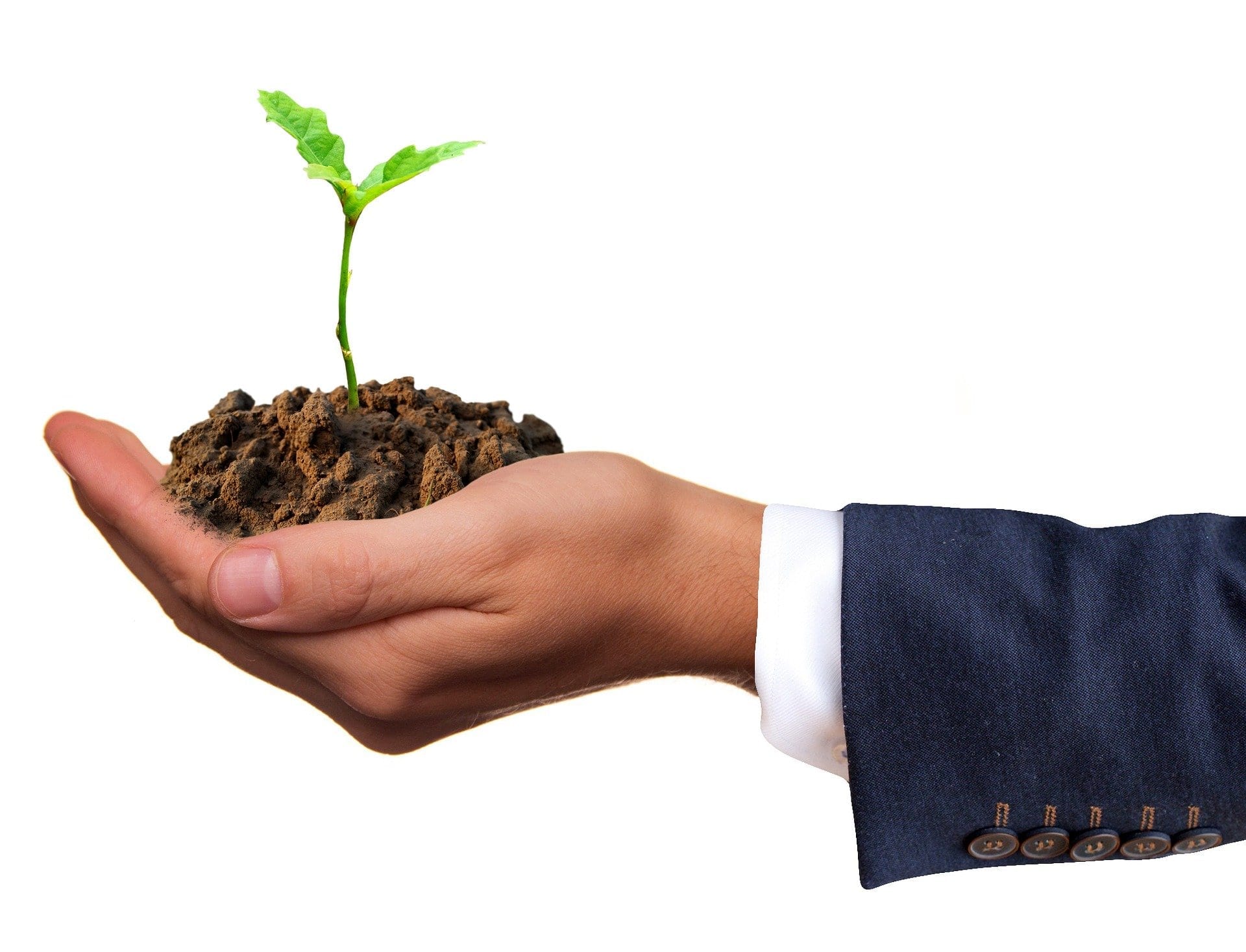 How to Germinate Weed Seeds? Buying and storing weed seeds is always a delight, while the next