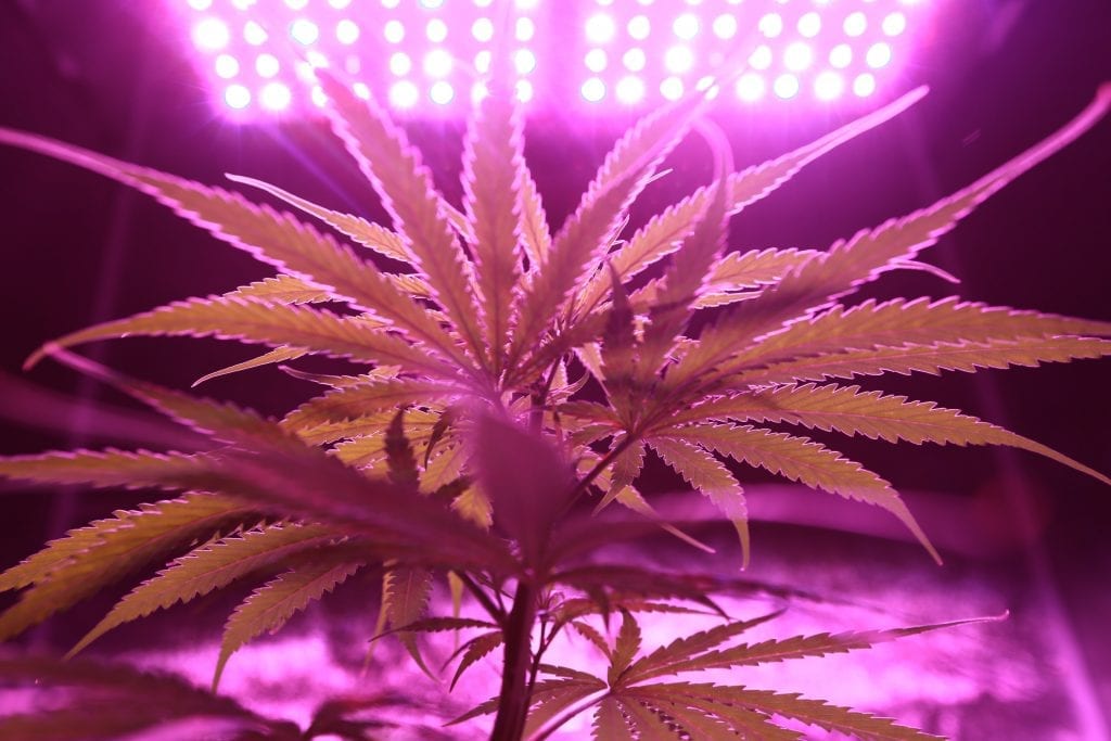 Cannabis grows from marijuana seeds