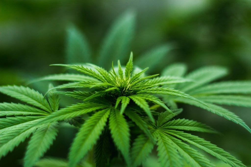 Cannabis seeds