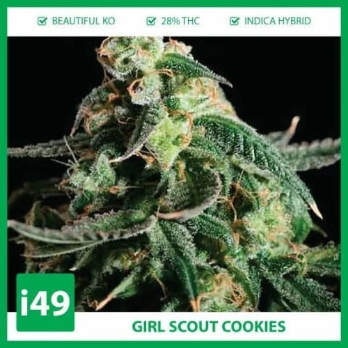 Girl Scout Cookies 