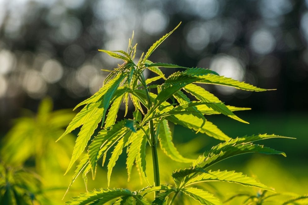 Phosphorus Deficiency Cannabis Plants How to fix it